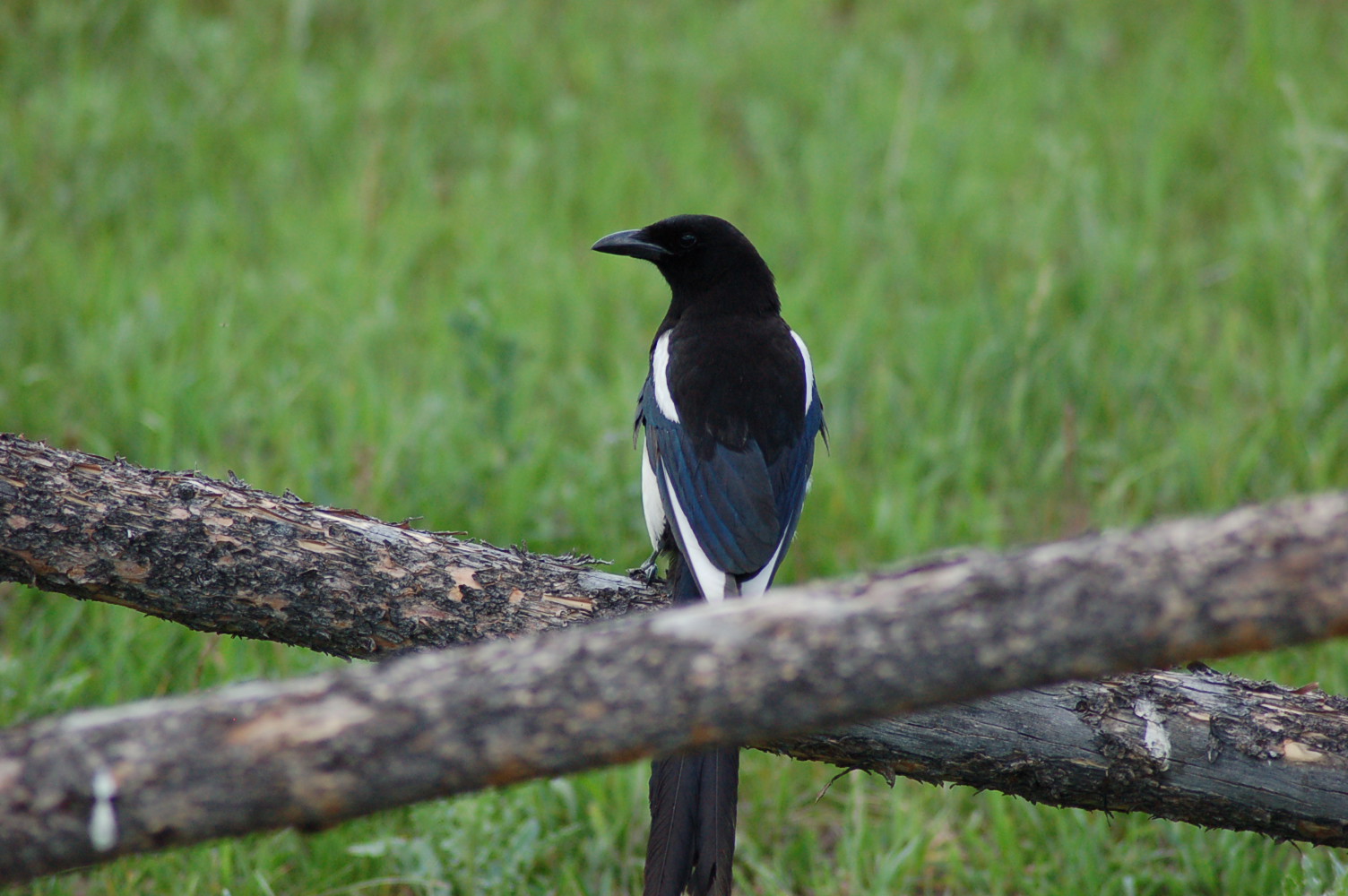 Magpie